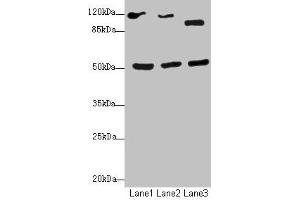 Western blot All lanes: NFIL3antibody at 2. (NFIL3 antibody  (AA 133-462))