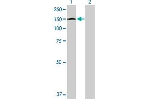 Western Blot analysis of APAF1 expression in transfected 293T cell line by APAF1 MaxPab polyclonal antibody. (APAF1 antibody  (AA 1-1205))