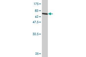Western Blot detection against Immunogen (78. (GSDMD antibody  (AA 1-484))