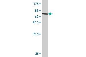 Western Blot detection against Immunogen (78. (GSDMD antibody  (AA 1-484))