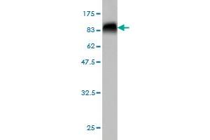 Western Blot detection against Immunogen (76. (MKNK1 antibody  (AA 1-465))