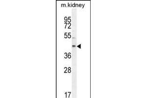 E2F2 Antibody (Center) (ABIN654438 and ABIN2844173) western blot analysis in mouse kidney tissue lysates (35 μg/lane).