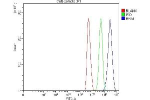 Flow Cytometry analysis of U251 cells using anti-RPA70 antibody (ABIN3044541). (RPA1 antibody  (C-Term))