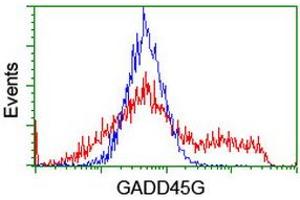 Image no. 1 for anti-Growth Arrest and DNA-Damage-Inducible, gamma (GADD45G) antibody (ABIN1497601) (GADD45G antibody)