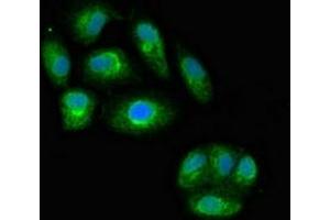 Immunofluorescent analysis of HepG2 cells using ABIN7156868 at dilution of 1:100 and Alexa Fluor 488-congugated AffiniPure Goat Anti-Rabbit IgG(H+L) (IL23A antibody  (AA 20-155))