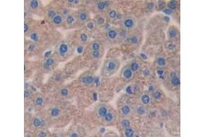 IHC-P analysis of Mouse Tissue, with DAB staining. (C4B antibody  (AA 678-753))