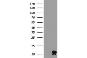 Image no. 1 for anti-FXYD Domain Containing Ion Transport Regulator 3 (FXYD3) antibody (ABIN1498343) (FXYD3 antibody)