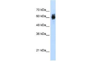 WB Suggested Anti-NRF1 Antibody Titration:  1. (NRF1 antibody  (C-Term))