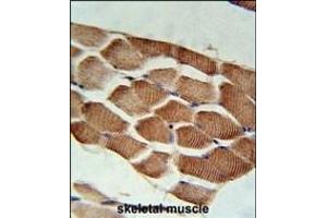 ARHGEF3 Antibody (Center) (ABIN652003 and ABIN2840492) immunohistochemistry analysis in formalin fixed and paraffin embedded human skeletal muscle followed by peroxidase conjugation of the secondary antibody and DAB staining. (ARHGEF3 antibody  (AA 211-240))