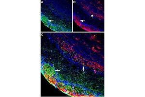 Multiplex staining of GluN1 and Plexin-A1 in rat olfactory bulb - Immunohistochemical staining of immersion-fixed, free floating rat brain frozen sections using Guinea pig Anti-NMDAR1 (GluN1) (extracellular) Antibody (ABIN7043243, ABIN7045402 and ABIN7045403), (1:600) and rabbit Anti-Plexin-A1 (extracellular) Antibody (ABIN7043435, ABIN7045128 and ABIN7045129), (1:400). (Plexin A1 antibody  (Extracellular, N-Term))