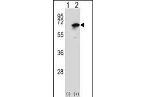 Western blot analysis of NARS (arrow) using rabbit polyclonal NARS Antibody (N-term) (ABIN655041 and ABIN2844672).