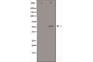 Western blot analysis of extracts from HuvEc cells, using ALDH3B1 antibody. (ALDH3B1 antibody  (N-Term))