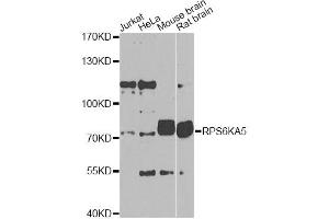 Western blot analysis of extracts of various cell lines, using RPS6KA5 Antibody (ABIN1876900) at 1:1000 dilution. (MSK1 antibody)