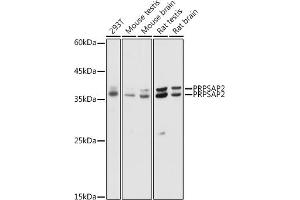 Western blot analysis of extracts of various cell lines, using PRPS antibody (ABIN7269365) at 1:1000 dilution. (PRPSAP2 antibody  (AA 1-90))