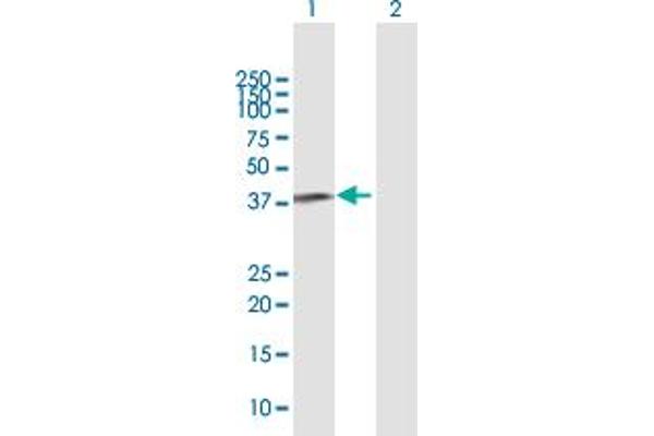 FBXL8 antibody  (AA 1-374)
