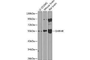 Western blot analysis of extracts of various cell lines, using GHRHR antibody (ABIN6127953, ABIN6141077, ABIN6141078 and ABIN6224478) at 1:1000 dilution. (GHRHR antibody  (AA 1-130))