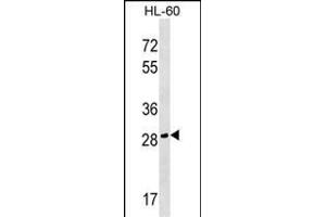 CGREF1 Antibody (C-term) (ABIN1536970 and ABIN2849467) western blot analysis in HL-60 cell line lysates (35 μg/lane). (CGREF1 antibody  (C-Term))