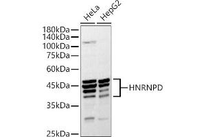 Western blot analysis of extracts of various cell lines, using HNRNPD antibody (ABIN7267632) at 1:1000 dilution. (HNRNPD/AUF1 antibody  (AA 1-306))