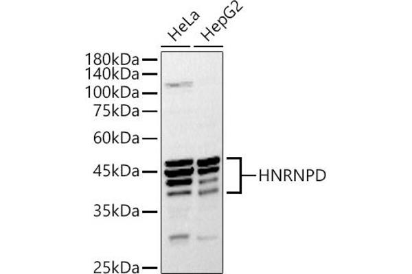 HNRNPD/AUF1 anticorps  (AA 1-306)