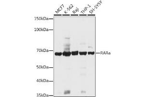 Western blot analysis of extracts of various cell lines, using RARα antibody (ABIN6128615, ABIN6146692, ABIN6146695 and ABIN6213825) at 1:1000 dilution. (Retinoic Acid Receptor alpha antibody  (AA 1-457))