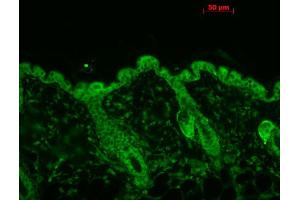 Immunohistochemistry analysis using Mouse Anti-Hsp90 Monoclonal Antibody, Clone 4F3. (HSP90 antibody  (PerCP))