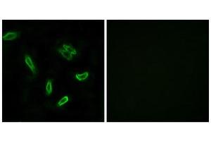 Immunofluorescence (IF) image for anti-Solute Carrier Family 27 (Fatty Acid Transporter), Member 5 (SLC27A5) (Internal Region) antibody (ABIN1850922) (SLC27A5 antibody  (Internal Region))