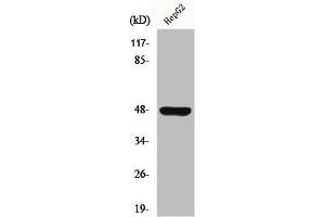 Western Blot analysis of HuvEc cells using GPR19 Polyclonal Antibody (GPR19 antibody  (C-Term))