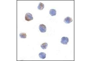 Immunocytochemistry of Parc in Daudi cells with this product at 1 μg/ml. (CUL9 antibody  (C-Term))
