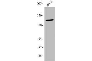 Western Blot analysis of HT29 cells using USP42 Polyclonal Antibody (USP42 antibody  (Internal Region))