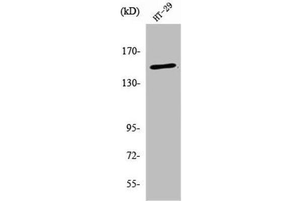 USP42 anticorps  (Internal Region)