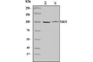 Western blot analysis of TUBGCP2 using anti-TUBGCP2 antibody (ABIN7600646).