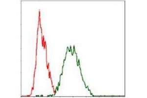 Flow cytometric analysis of Hela cells using RAF1 mouse mAb (green) and negative control (red). (RAF1 antibody)