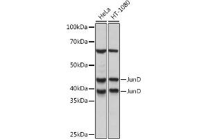 Western blot analysis of extracts of various cell lines, using JunD Rabbit mAb (ABIN7268050) at 1:1000 dilution. (JunD antibody)