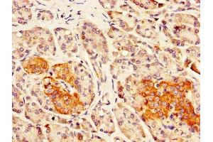 IHC image of ABIN7165254 diluted at 1:300 and staining in paraffin-embedded human pancreatic tissue performed on a Leica BondTM system. (DLK1 antibody  (AA 24-303))