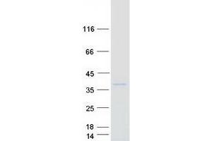 Validation with Western Blot (CEACAM3 Protein (Myc-DYKDDDDK Tag))