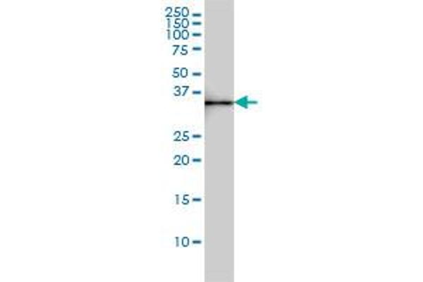 SDSL antibody  (AA 1-329)