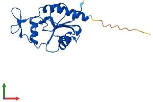 AlphaFold protein structure predicition of Human Recombinant MDP1 Protein, UniprotID Q86V88 (MDP1 Protein (AA 1-176) (His tag))