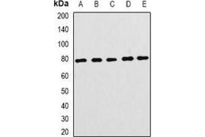 Western blot analysis of FBL5 expression in HEK293T (A), mouse brain (B), mouse lung (C), rat testis (D), rat lung (E) whole cell lysates. (FBXL4 antibody)