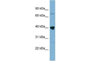 WDR55 antibody  (Middle Region)