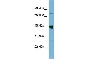 WB Suggested Anti-WDR55 Antibody Titration: 0. (WDR55 antibody  (Middle Region))