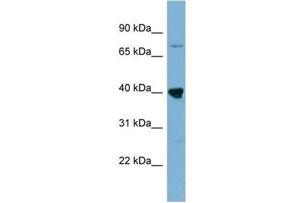 WDR55 antibody  (Middle Region)
