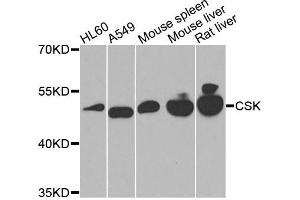 Western blot analysis of extracts of various cells, using CSK antibody. (CSK antibody)