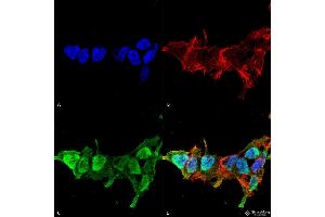 Immunocytochemistry/Immunofluorescence analysis using Mouse Anti-Mitofusin 2 Monoclonal Antibody, Clone S153-5 . (MFN2 antibody  (AA 370-600) (Biotin))