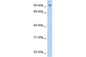 Western Blotting (WB) image for anti-Zinc Finger Protein 408 (ZNF408) antibody (ABIN2461937) (ZNF408 antibody)