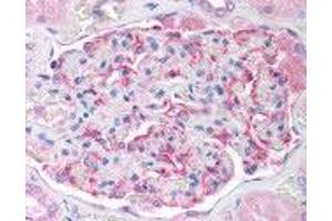 Human Kidney (formalin-fixed, paraffin-embedded) stained with GPX6 antibody ABIN214245 at 10 ug/ml followed by biotinylated anti-mouse IgG secondary antibody ABIN481714, alkaline phosphatase-streptavidin and chromogen. (Glutathione Peroxidase 7 antibody)