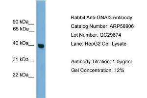 WB Suggested Anti-GNAI3  Antibody Titration: 0.