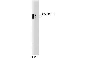 Western Blotting (WB) image for anti-Huntingtin Associated Protein 1 (HAP1) (AA 100-289) antibody (ABIN968461) (HAP1 antibody  (AA 100-289))