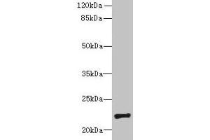 Western blot All lanes: PIGH antibody at 4 μg/mL + Mouse kidney tissue Secondary Goat polyclonal to rabbit IgG at 1/10000 dilution Predicted band size: 22 kDa Observed band size: 22 kDa (PIGH antibody  (AA 1-188))