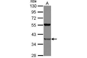 WB Image Sample (30 ug of whole cell lysate) A: A549 10% SDS PAGE antibody diluted at 1:1000 (PSMD8 antibody)