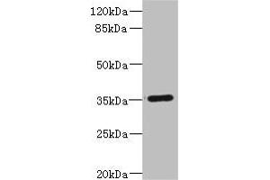 Western blot All lanes: FCGR2C antibody IgG at 1. (FCGR2C antibody  (AA 43-223))